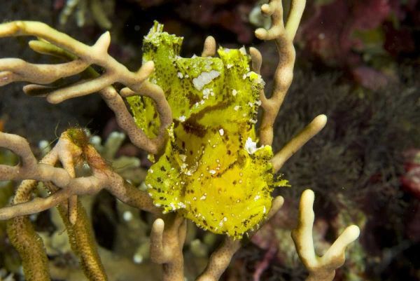 Indonesia, Komodo NP Sailfin leaffish in coral